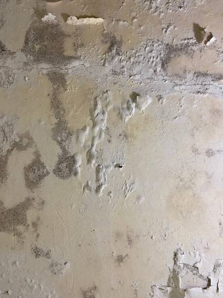 Best Post-Flood Mold Remediation in North Lindenhurst, NY